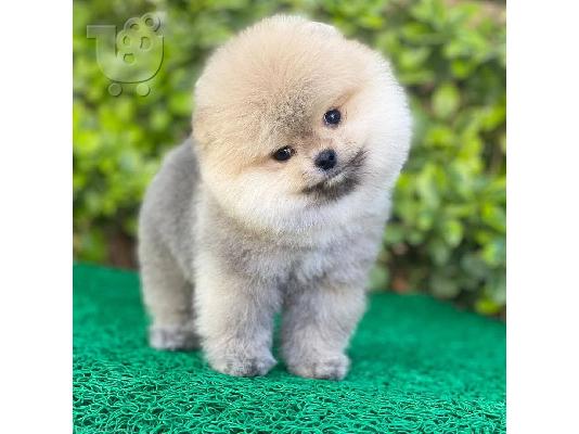 PoulaTo: Pomeranian Puppies